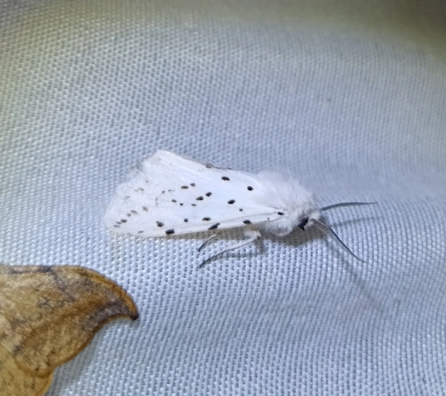 Spilosoma lubricipedum - tejszínű medvelepke