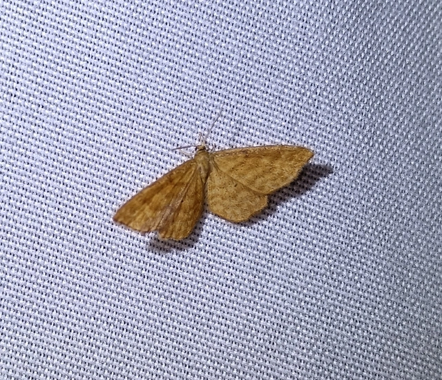 Idaea serpentata - kis sávosaraszoló