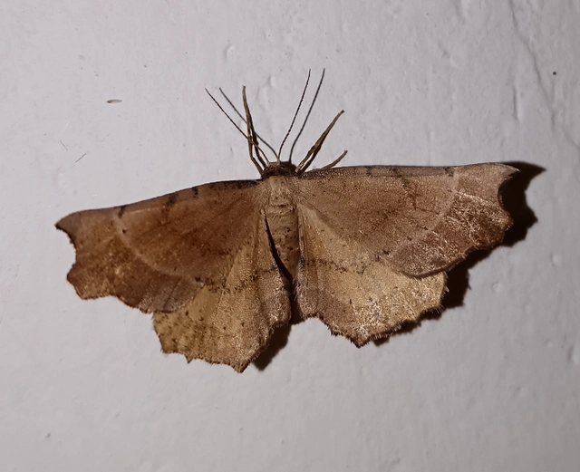 Artiora evonymaria - kecskerágó-araszoló