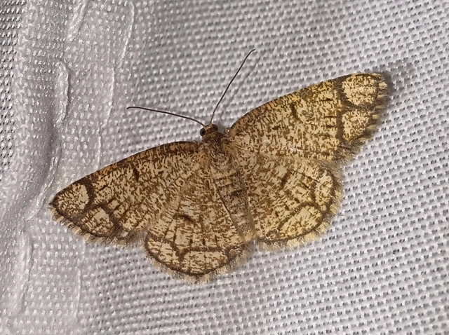 Stegania cararia - gyűrűs nyáraraszoló