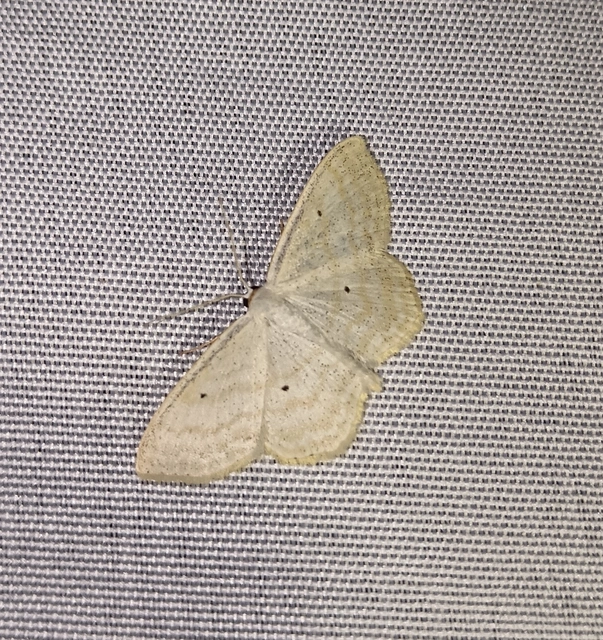 Scopula immutata - réti fehéraraszoló