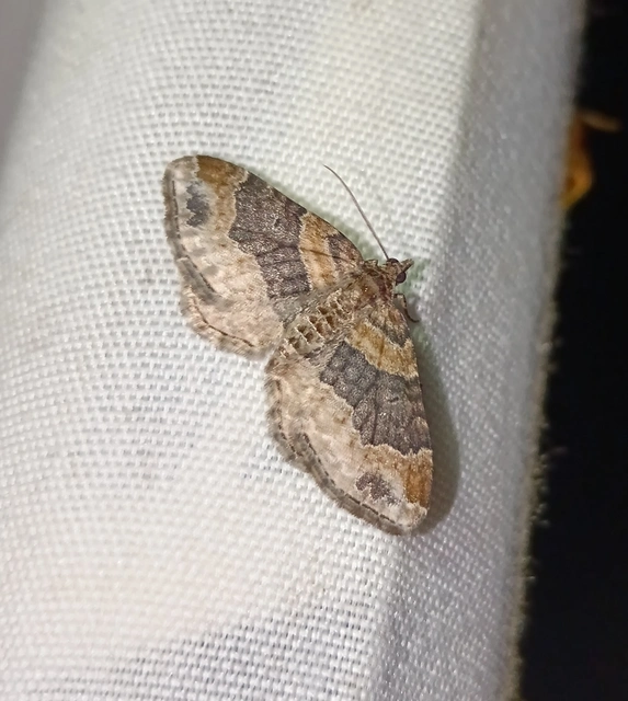 Xanthorhoe ferrugata - kerti tarkaaraszoló Xanthorhoe ferrugata - kerti tarkaaraszoló