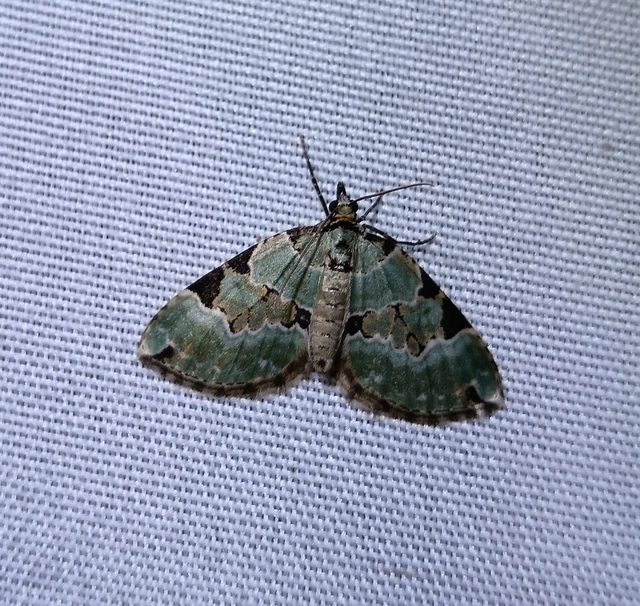 Colostygia pectinataria - zöld levélaraszoló
