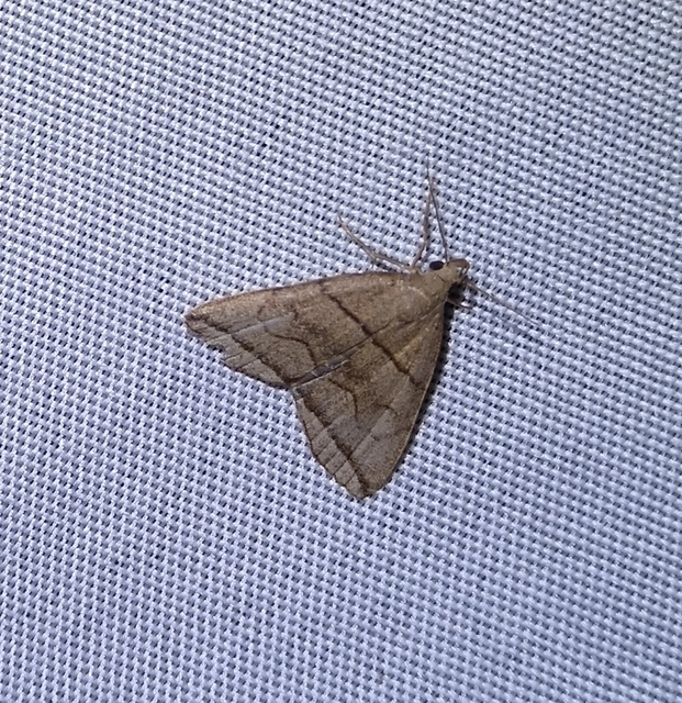 Herminia grisealis - ligeti karcsúbagoly