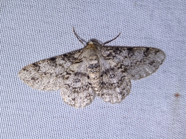 Ascotis selenaria - holdas faaraszoló
