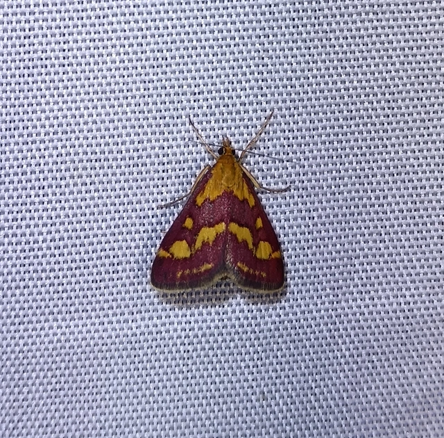 Pyrausta purpuralis - közönséges bíbormoly