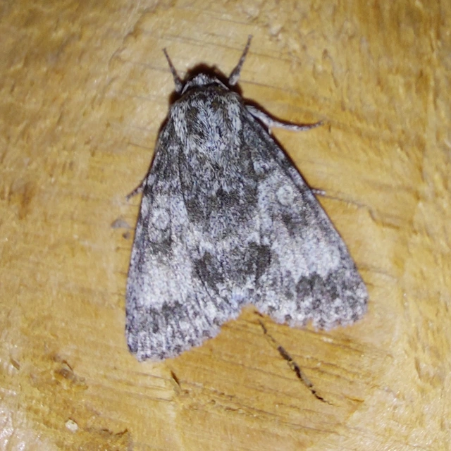 Acronicta megacephala - nagyfejű szigonyosbagoly