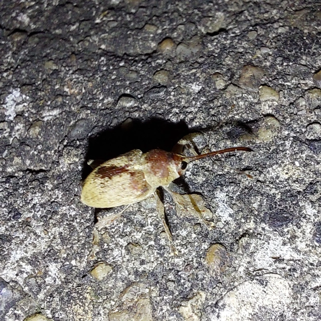 Curculio propinquus - halvány zsuzsóka