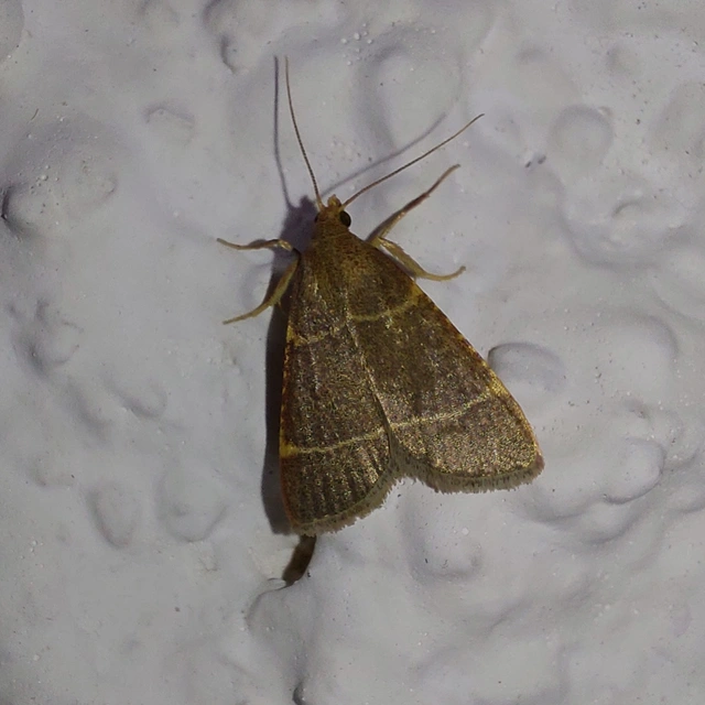Hypsopygia glaucinalis - rezes fényilonca