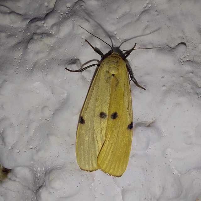 Lithosia quadra - négypettyes zuzmószövő