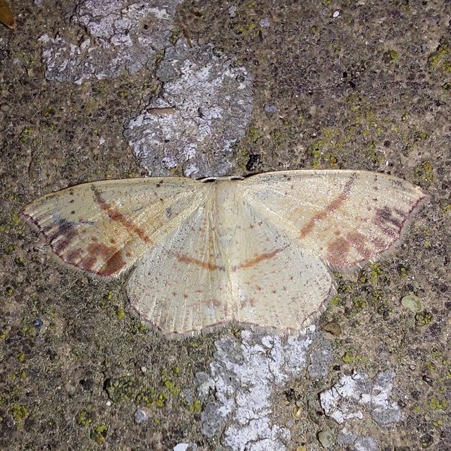 Cyclophora punctaria - sávos pettyesaraszoló