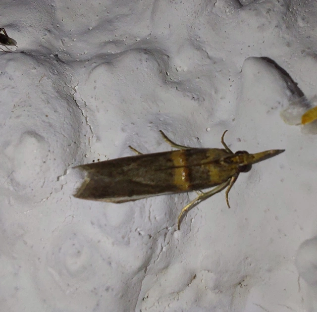 Etiella zinckenella - akácmoly