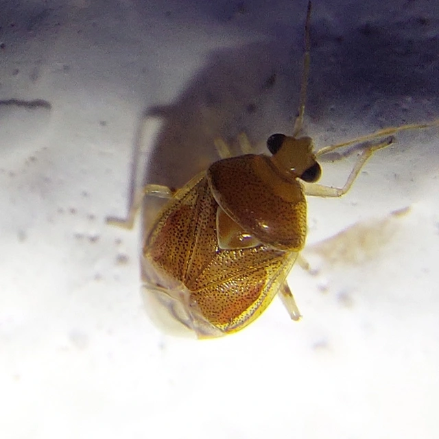 Deraeocoris lutescens - sárgás mezeipoloska Deraeocoris lutescens - sárgás mezeipoloska