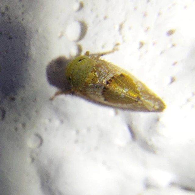 Hishimonus hamatus