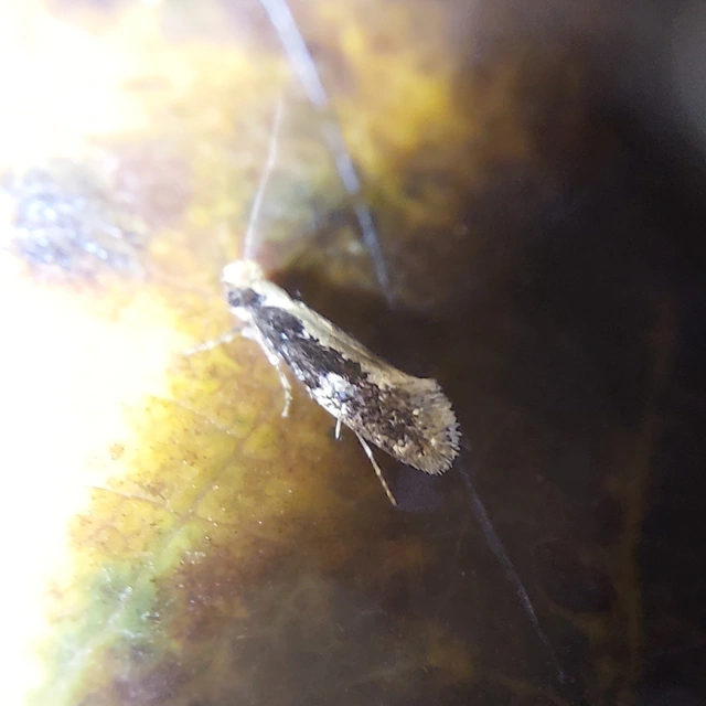 Tineidae - ruhamolyfélék