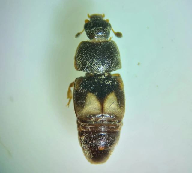 Carpophilus hemipterus - kétszínű gyümölcsfénybogár Carpophilus hemipterus - kétszínű gyümölcsfénybogár