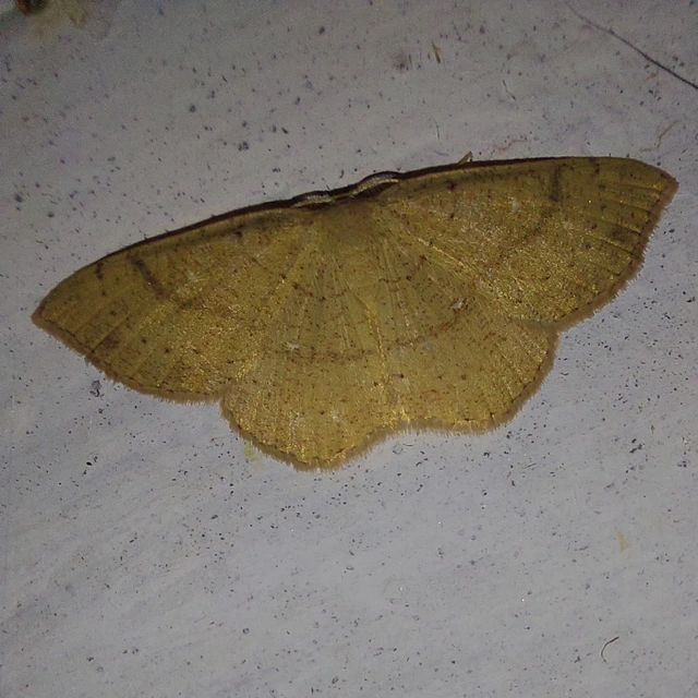 Cyclophora ruficiliaria - vörösrojtú pettyesaraszoló