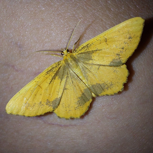 Angerona prunaria - sárga kökényaraszoló