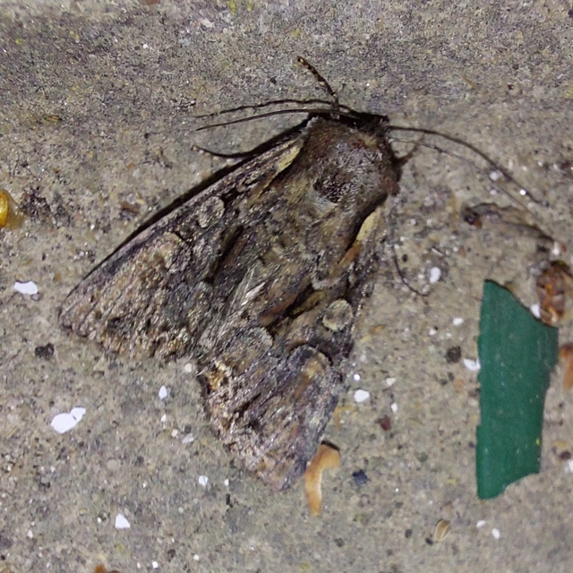 Lacanobia thalassina - borbolya-kertibagoly