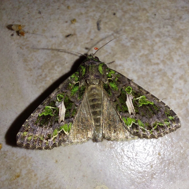 Trachea atriplicis - nyári zöldbagoly