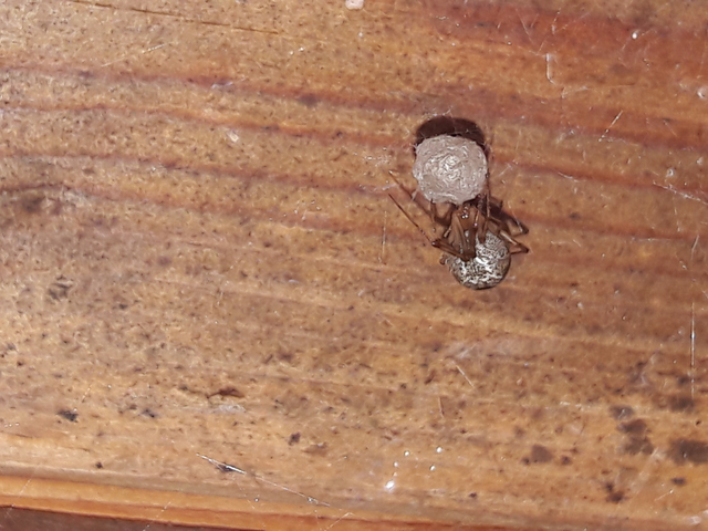Parasteatoda tepidariorum - üvegházi törpepók