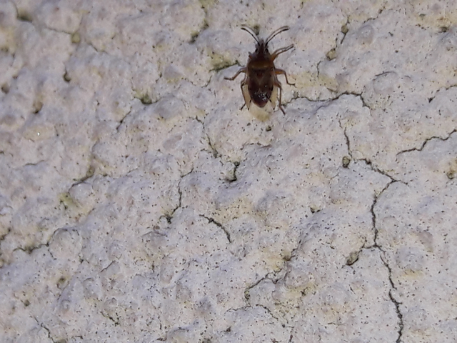 Kleidocerys resedae - nyírbodobács