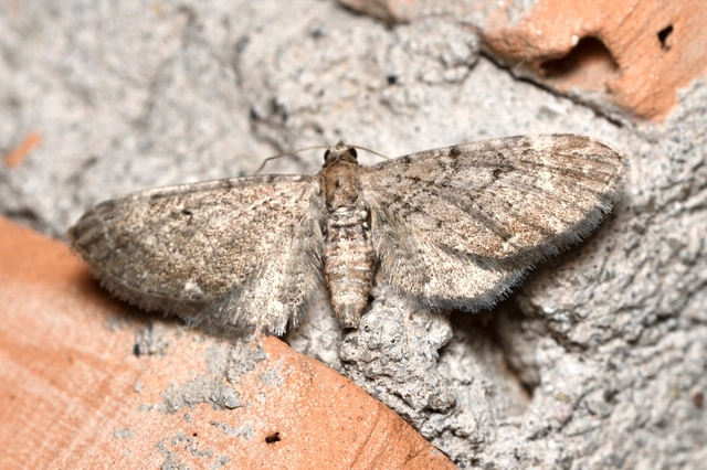 Eupithecia absinthiata - üröm-törpearaszoló