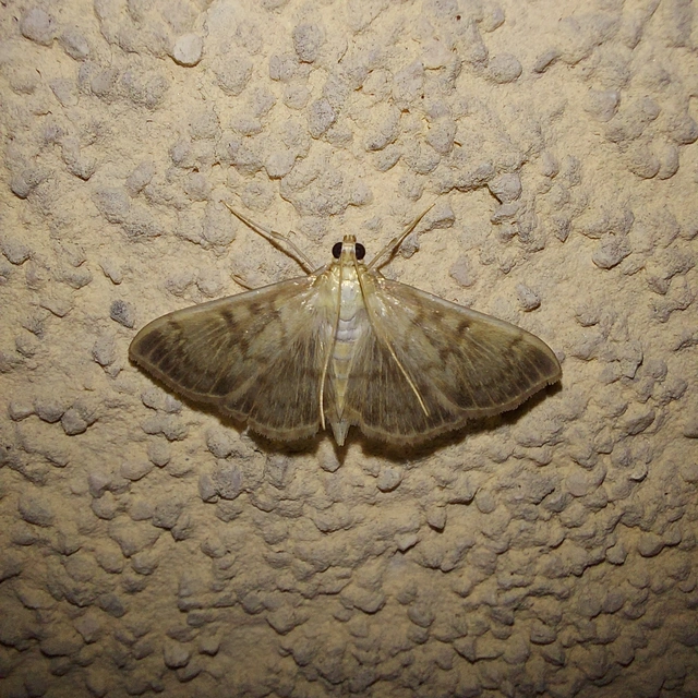 Patania ruralis - csalánevő tűzmoly