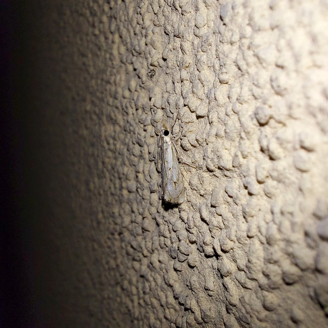 Catoptria falsella - hálós fűgyökérmoly
