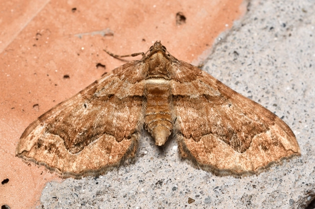 Pelurga comitata - nagy tarkaaraszoló