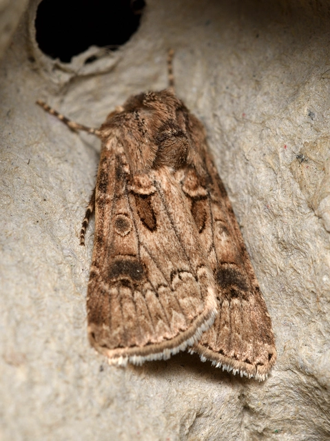 Agrotis bigramma - kétjegyű földibagoly