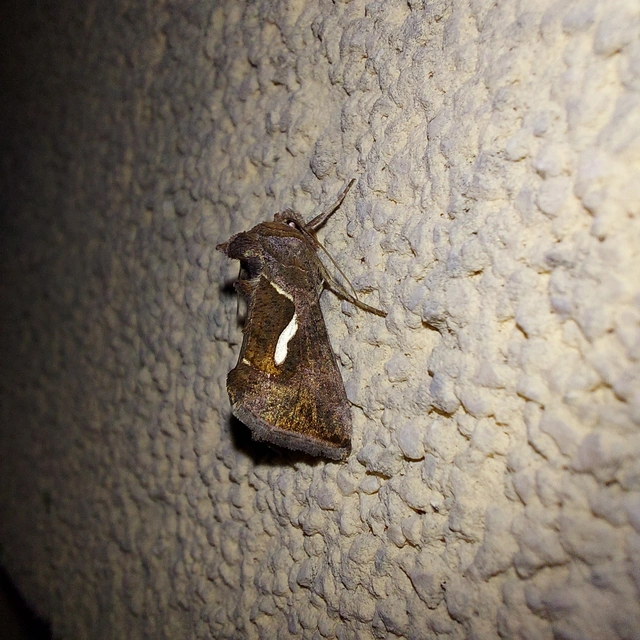 Macdunnoughia confusa - cseppfoltos ezüstbagoly