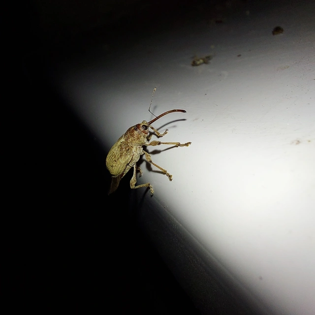 Curculio propinquus - halvány zsuzsóka