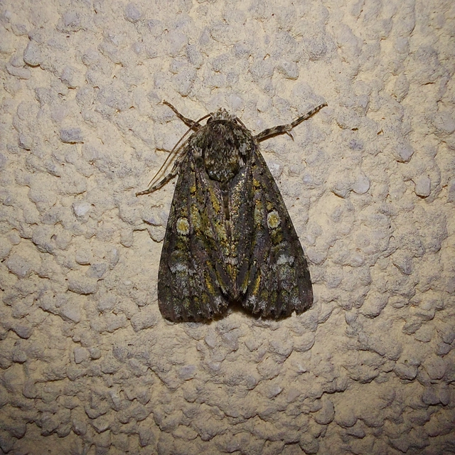 Craniophora ligustri - fagyalbagoly