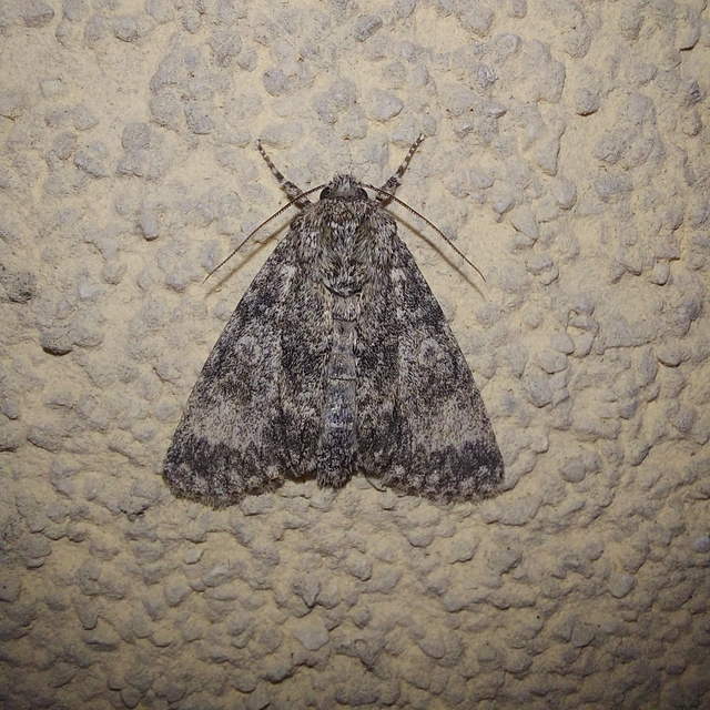 Acronicta megacephala - nagyfejű szigonyosbagoly