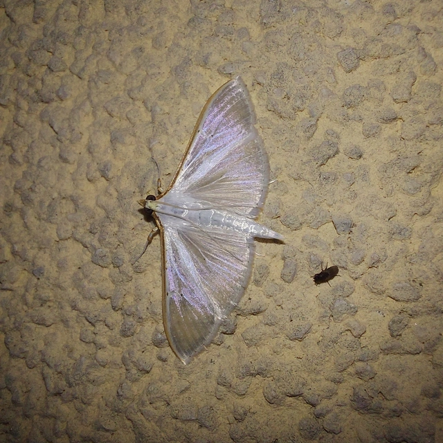Palpita vitrealis - hófehér tűzmoly