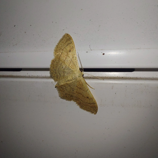 Idaea straminata - szalmasárga sávosaraszoló