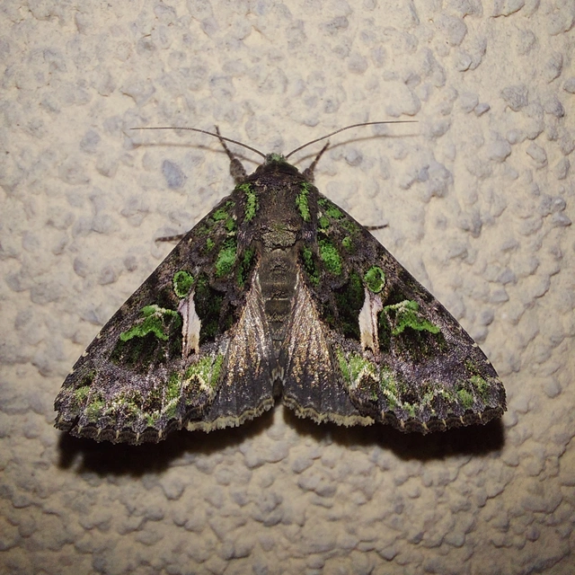 Trachea atriplicis - nyári zöldbagoly
