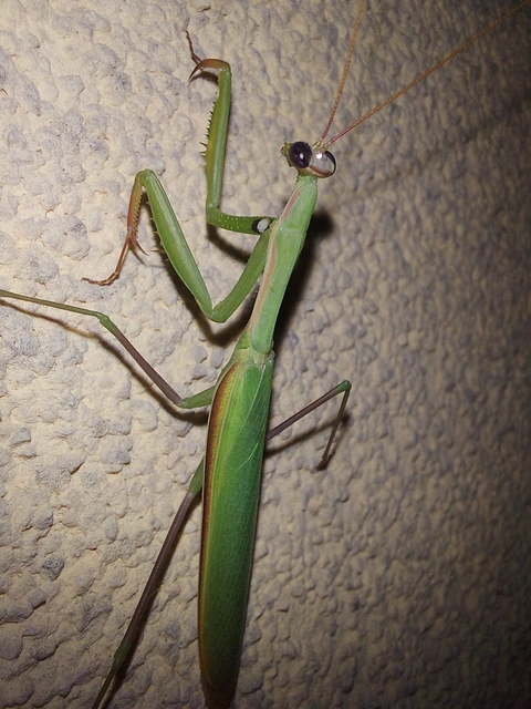 Mantis religiosa - imádkozósáska