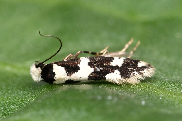Neurothaumasia ankerella - magyarmoly