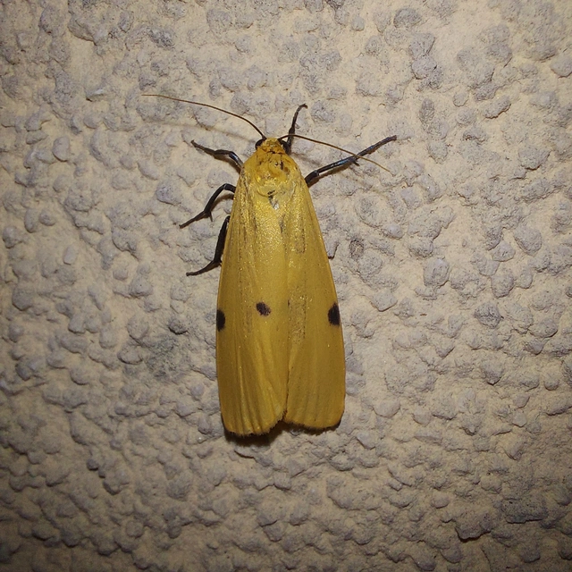 Lithosia quadra - négypettyes zuzmószövő