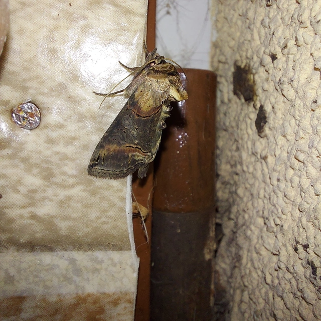 Abrostola triplasia - közönséges csalánbagoly