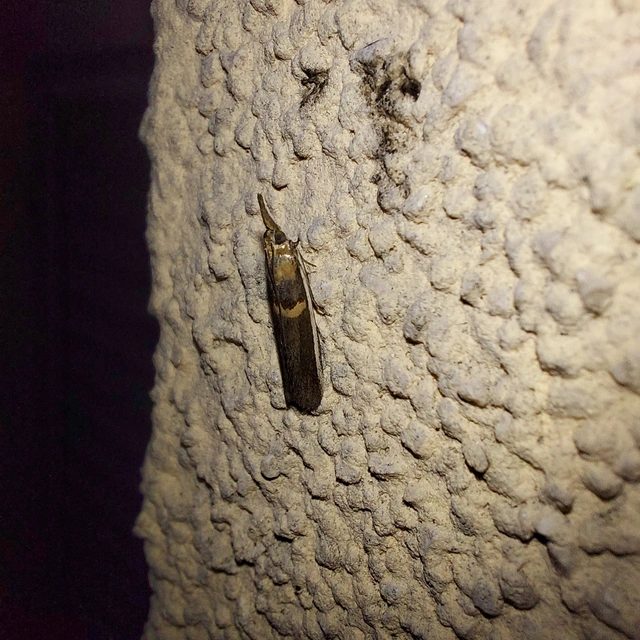 Etiella zinckenella - akácmoly
