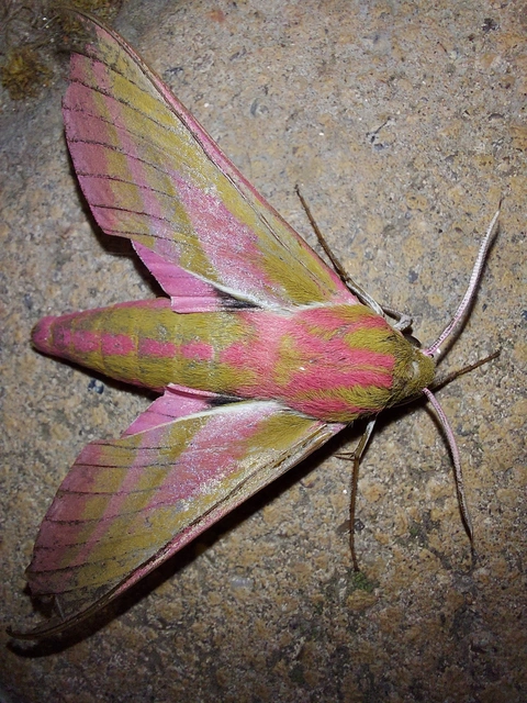 Deilephila elpenor - szőlőszender