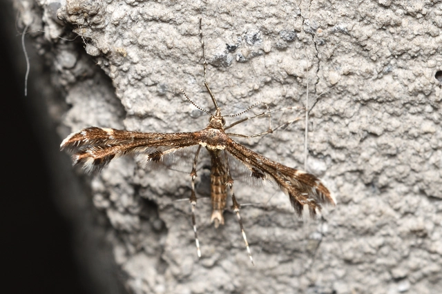 Pterophoridae - tollasmolyfélék