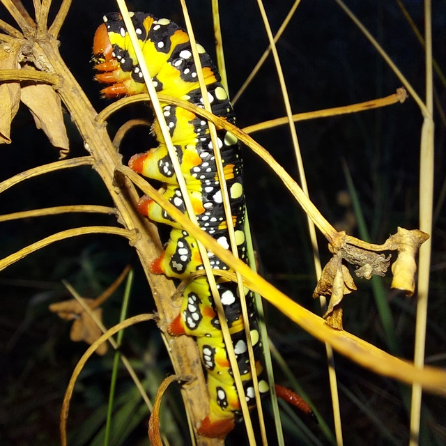 Hyles euphorbiae - kutyatejszender