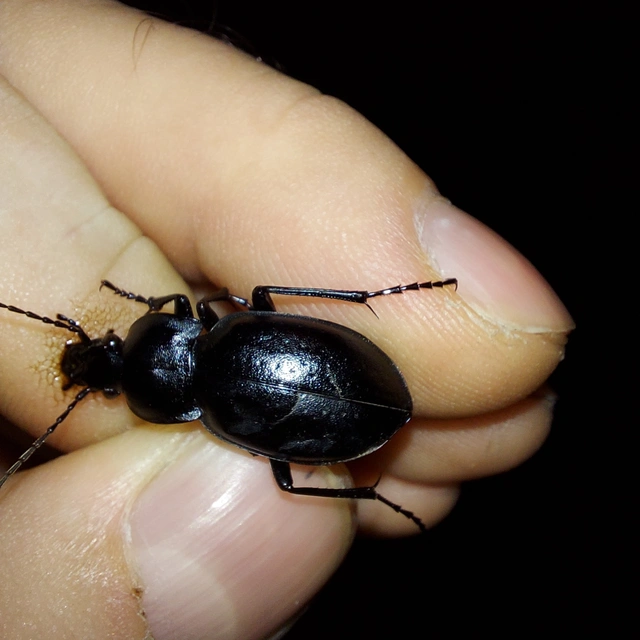 Carabus hungaricus - magyar futrinka