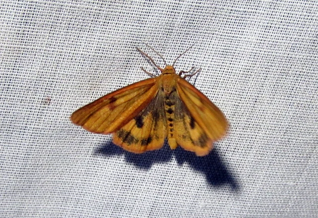 Diacrisia sannio - vörösszélű medvelepke