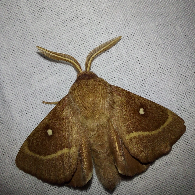 Lasiocampa trifolii - lóhereszövő