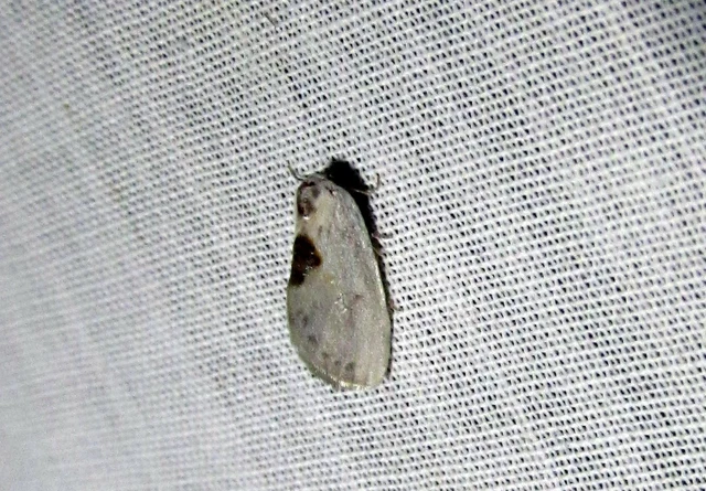 Cilix glaucata - törpe sarlósszövő